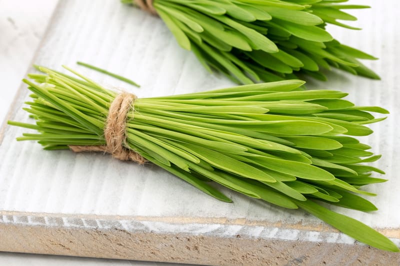 Barleygrass (ground)