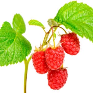 Raspberry herb