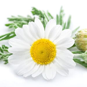 Chamomile