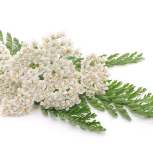 Yarrow