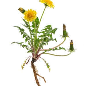Dandelion
