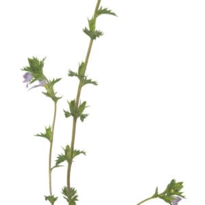 Eyebright -Euphrasia