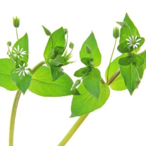 Chickweed