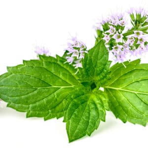 Peppermint