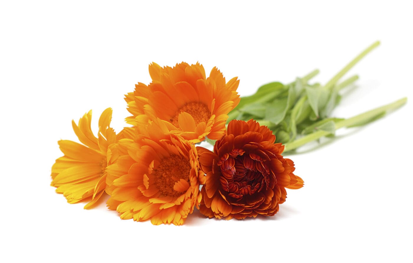 Calendula
