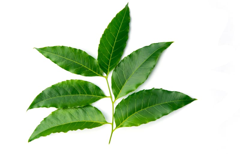 Neem