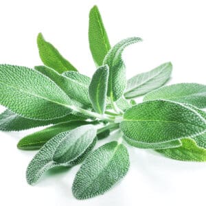 Sage Hydrolat